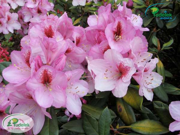 Rhododendron Diadem